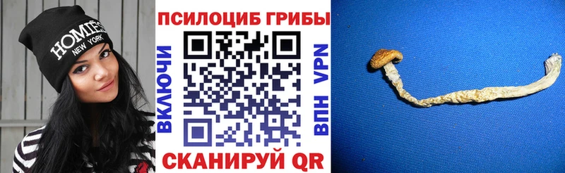как найти наркотики  Гагарин  Псилоцибиновые грибы Psilocybine cubensis 